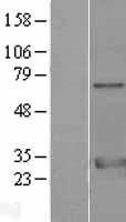 NBL1-17952 - 14-3-3 zeta/delta Lysate